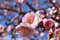 節分のころの梅　その８