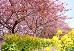 三浦海岸　河津桜