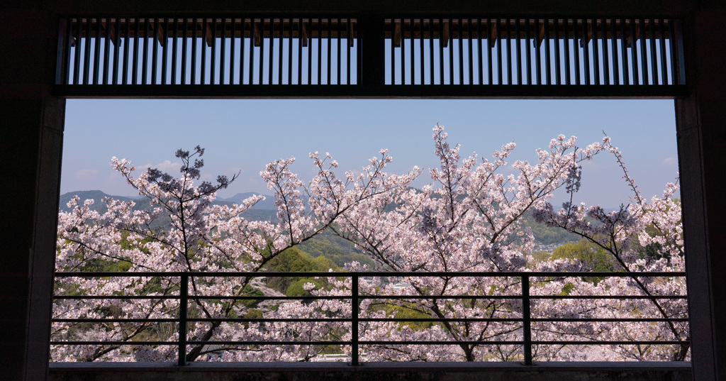 桜景色