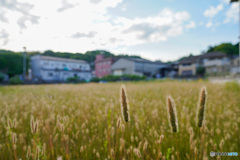 手付かずの土地