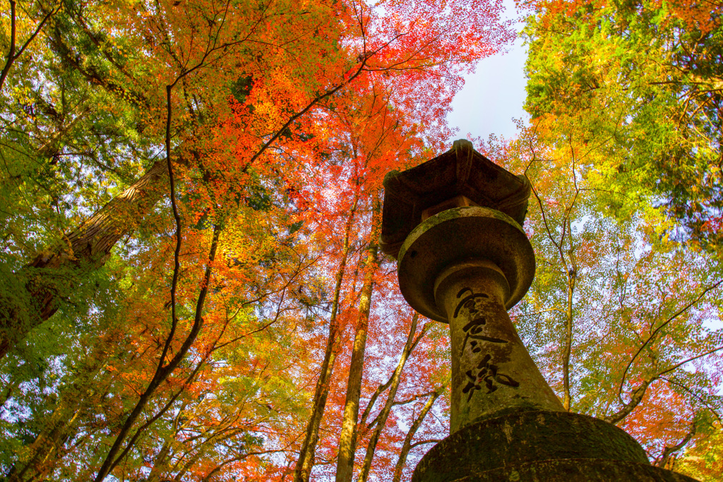 灯籠の紅葉観賞