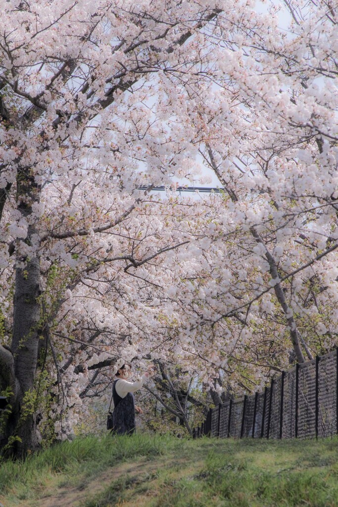 桜満開