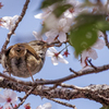 桜とウグイス