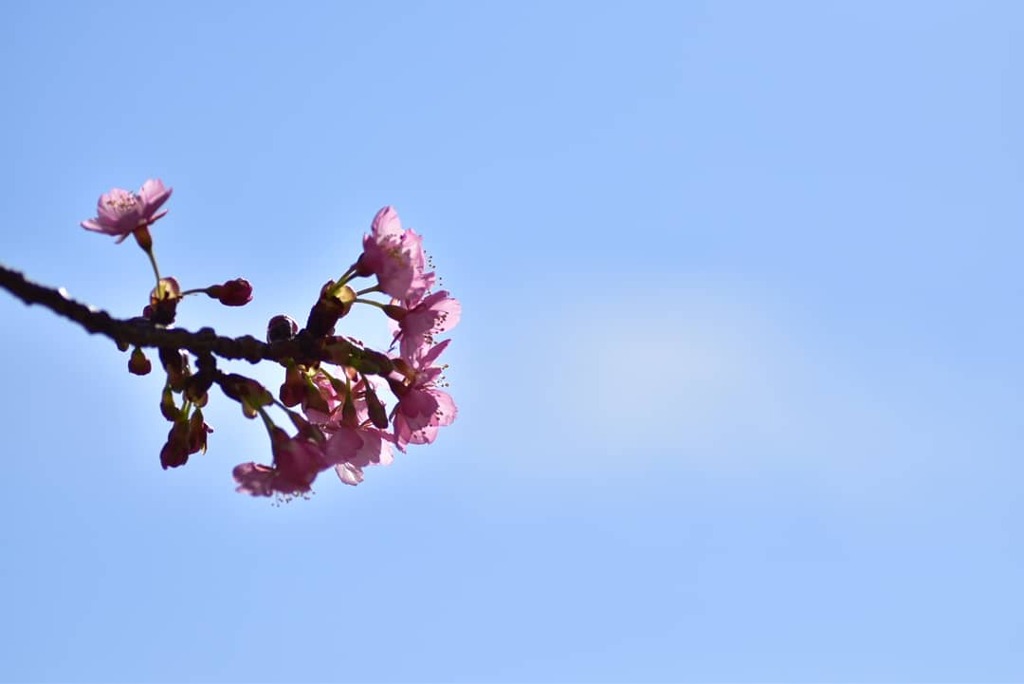 河津桜