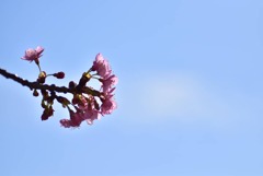 河津桜