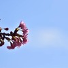 河津桜