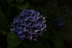紫陽花/黒