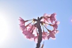 河津桜