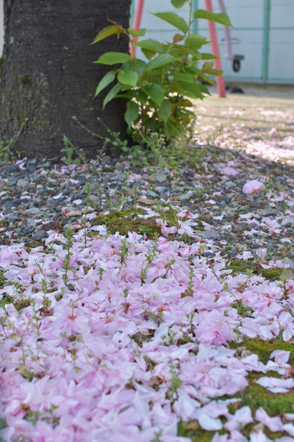 桜/伊吹