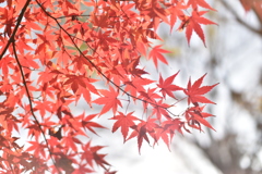 紅葉/季節はずれの12月