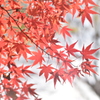 紅葉/季節はずれの12月