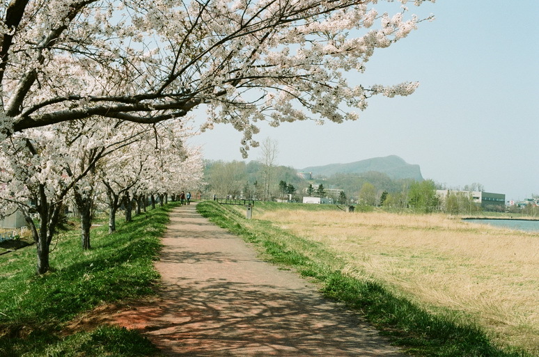 桜堤