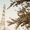 桜と鉄塔