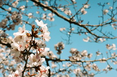 北国の桜