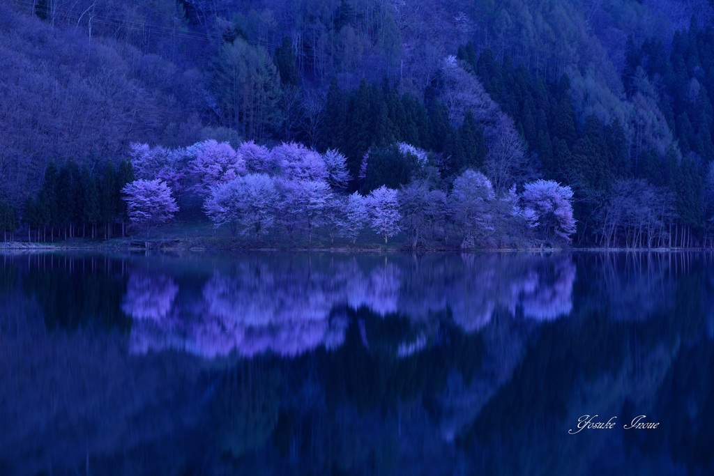 中綱の山桜