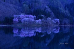 中綱の山桜