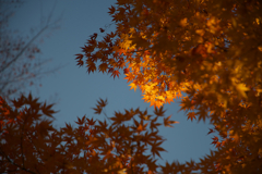 秋の残光