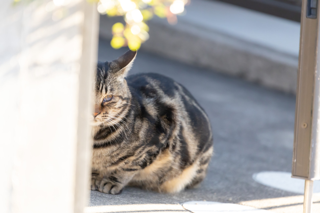 家政婦の猫