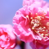 梅の花