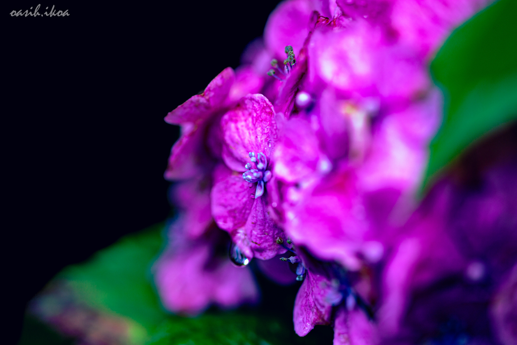 紫陽花-1