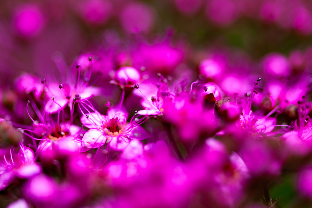 春の花　マクロ-1