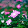日日草-1
