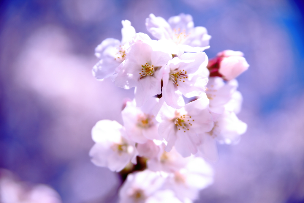 桜01