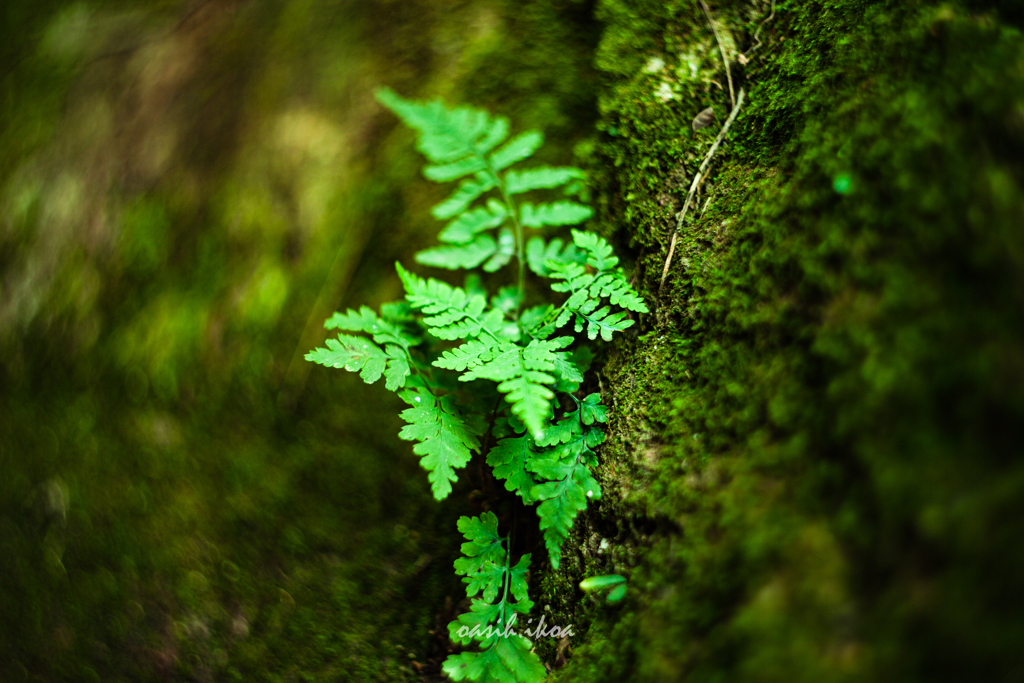 シダ植物-1