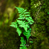 シダ植物-1