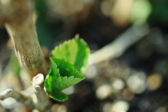 紫陽花の新芽　その１