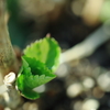 紫陽花の新芽　その１