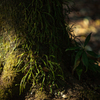 木の根-1
