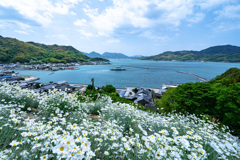 除虫菊畑