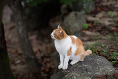ねこ
