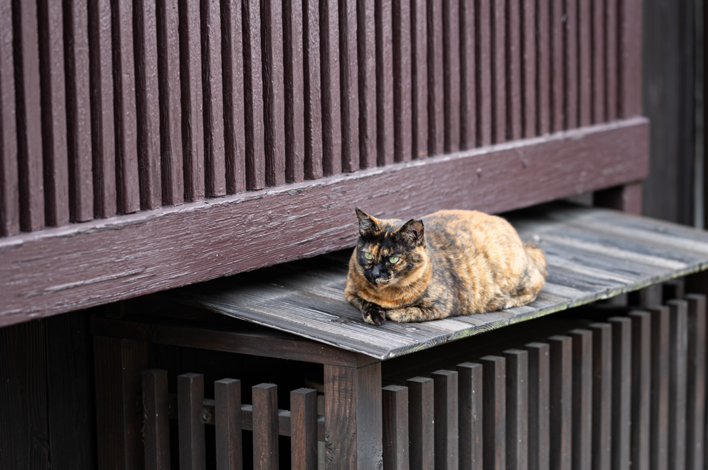 ねこ