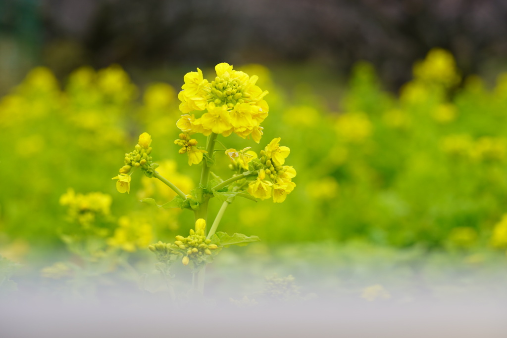 雲の上の花