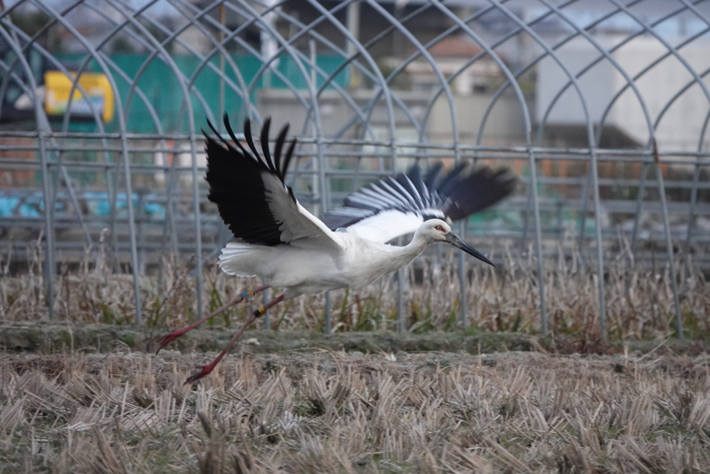 ひかりちゃん！初飛来