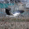 ひかりちゃん！初飛来