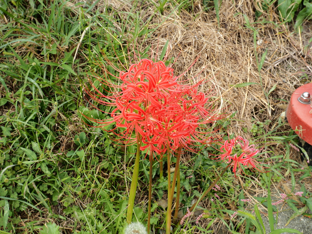彼岸花その２