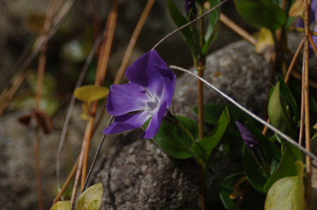 IMGP0811