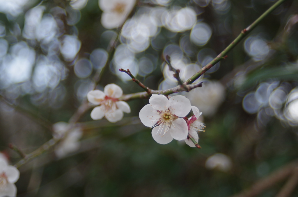 IMGP0806