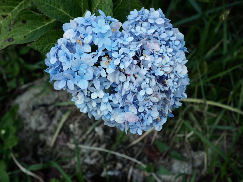 紫陽花かな？