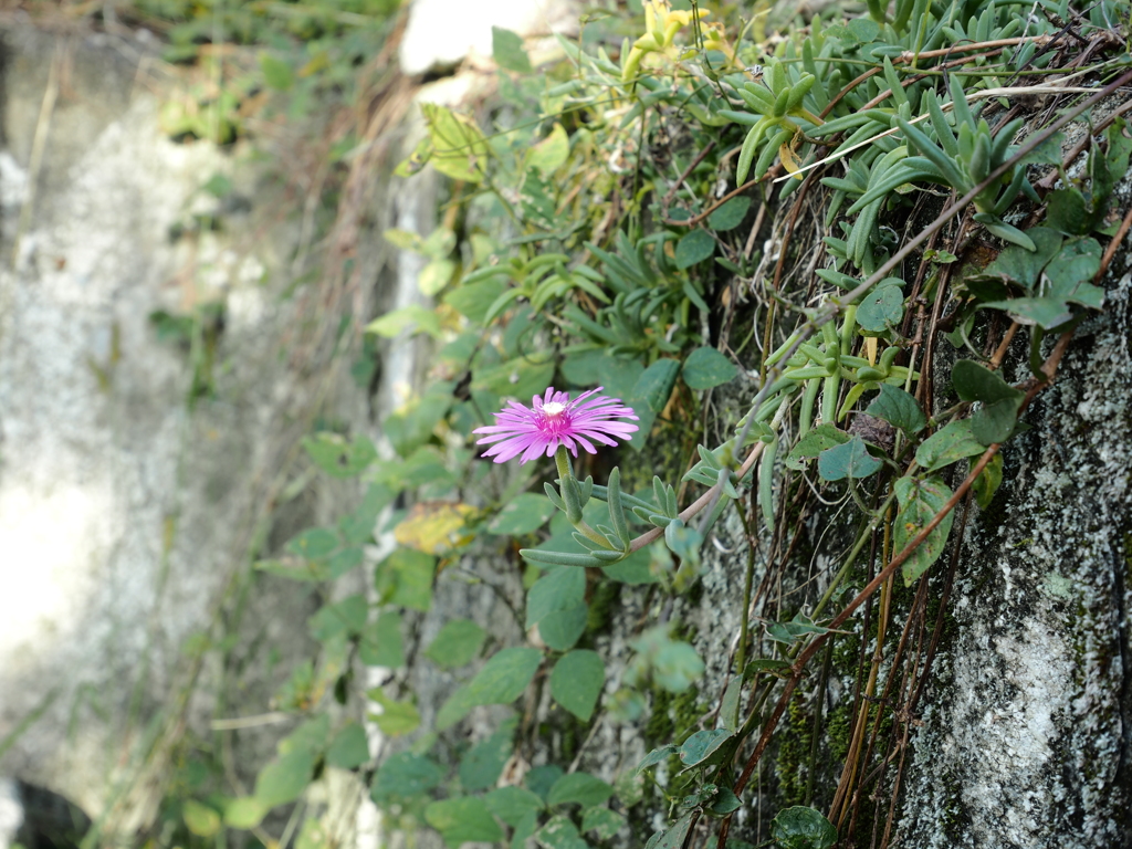 なんの花でしょう？