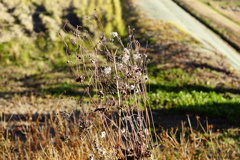 花が咲いてなかった