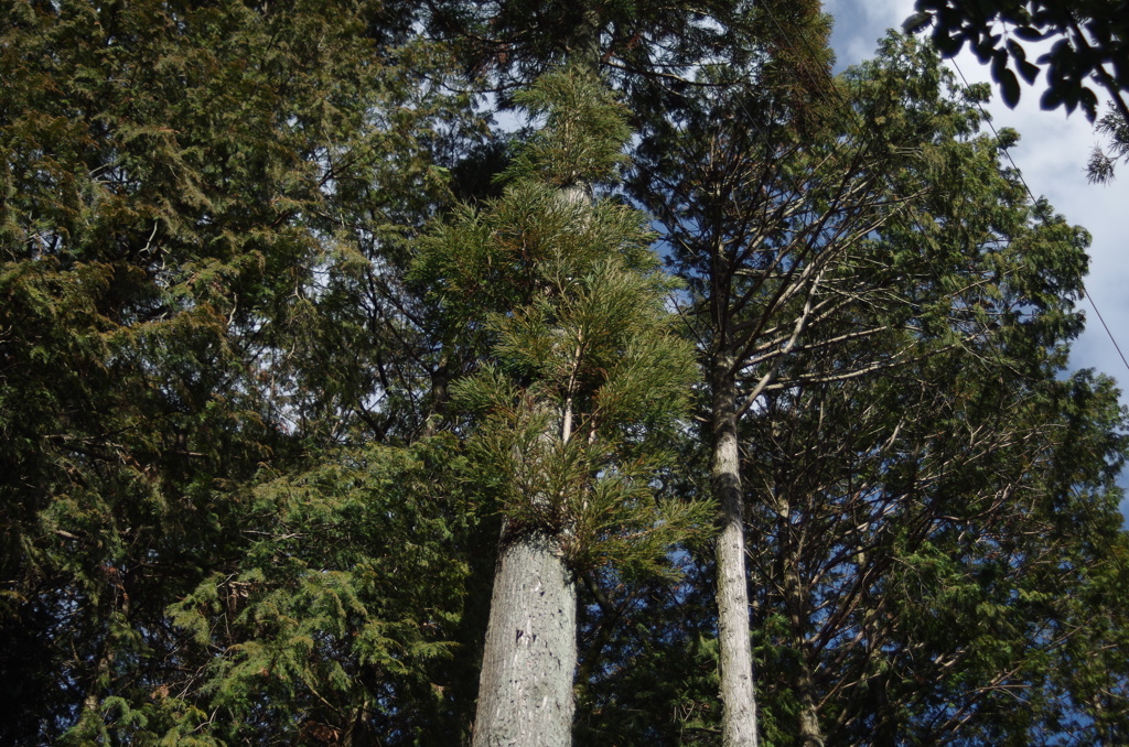IMGP0872