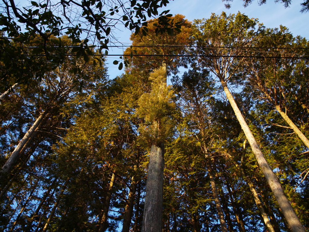 P2018848