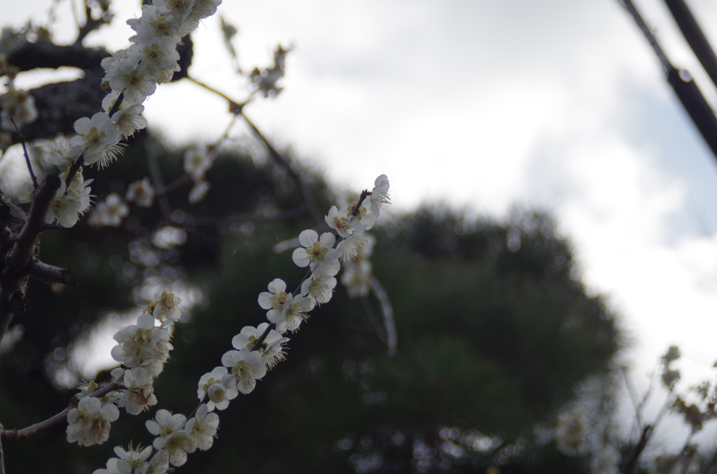IMGP0817