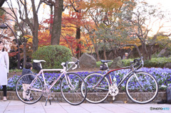 JOYFUL MEMORY