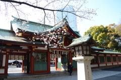 日枝神社と桜さん