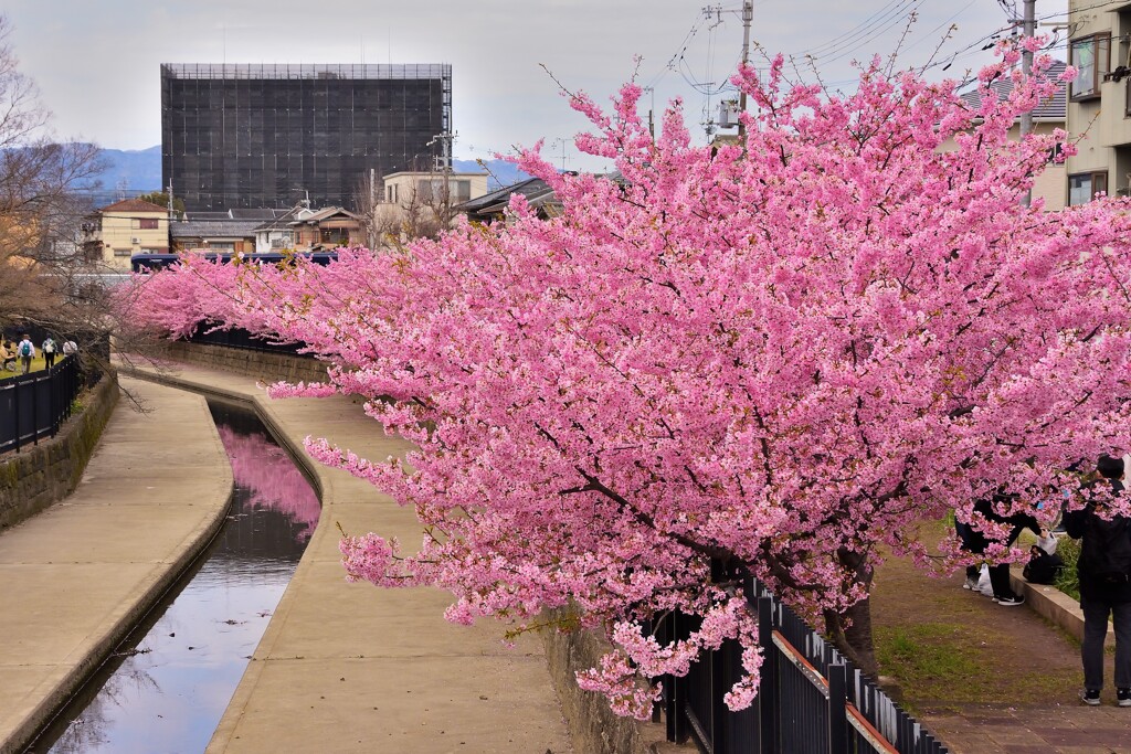 満開の河津桜